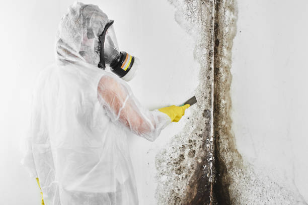 Best Mold Remediation  in Bluffton, IN