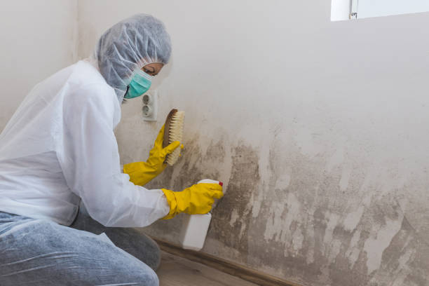 Home Mold Removal in Bluffton, IN