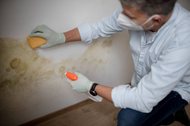 Best Certified Mold Removal  in Bluffton, IN