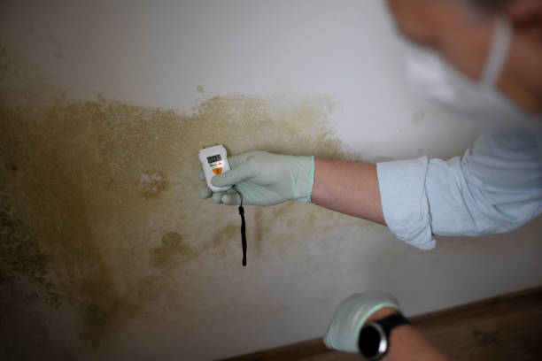 Best Home Mold Removal  in Bluffton, IN