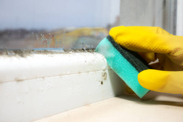 Best Emergency Mold Removal  in Bluffton, IN