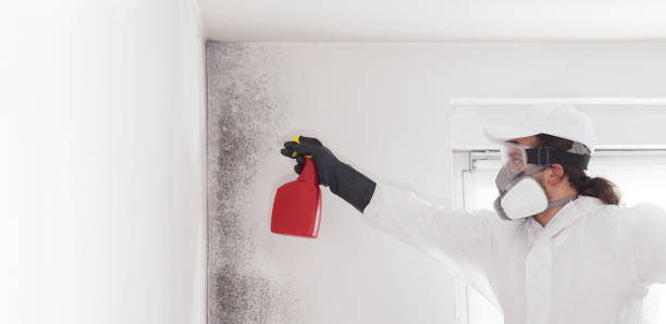 Best Best Mold Removal Companies  in Bluffton, IN