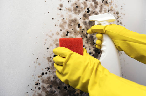 Best Mold Removal Company Near Me  in Bluffton, IN