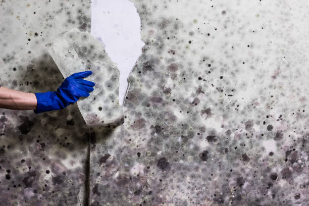 Best Mold Cleaning Services  in Bluffton, IN